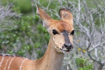 Nyala Antelope