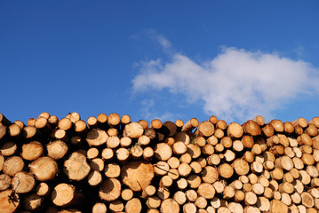 Bois &eacute;nergie du futur