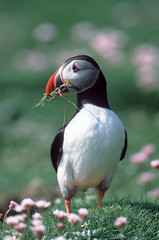 Naklejka premium Puffin