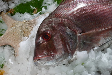 fisch