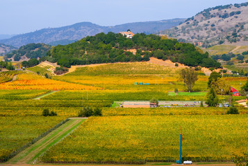 Obraz premium Vineyard in Autumn