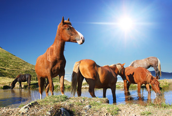 Fototapeta premium horses