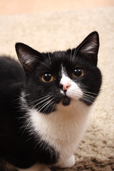 Fototapeta premium small black cat