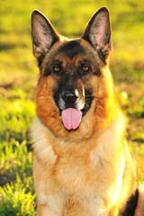 German shepard head shot grassy field tongue out