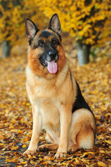 German shepard sitting in yellow fall leaves happy
