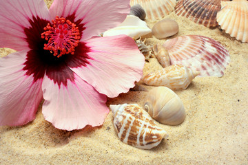 Seashells Sand Hibiscus