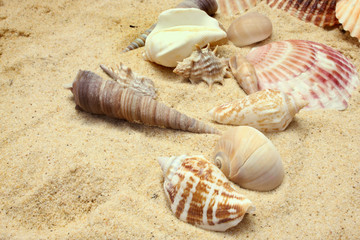Beach Shells
