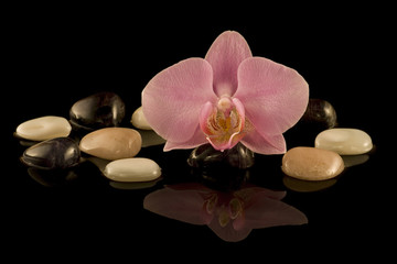 Obraz na płótnie Canvas Orchid z kryształu