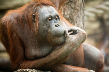 Old orangutan in meditations in a zoo - obrazy, fototapety, plakaty