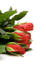 red roses isolated on white. valentine's day