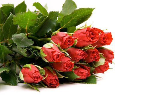 red roses isolated on white. valentine's day