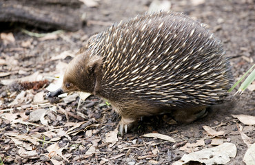 echidna