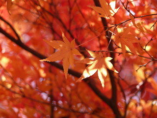日本の紅葉