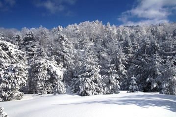 Fototapeta premium Winter