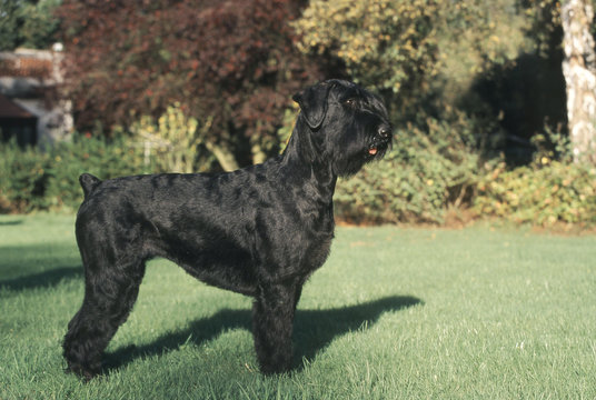 le schnauzer geant noir au regard intrigu&eacute; et curieux