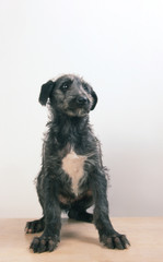 Fototapeta premium la pose fière du deerhound en studio