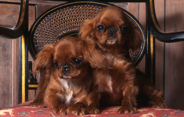 la pose fière de deux chiot epagneul king charles