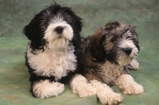 Duo Nizinny