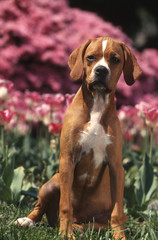 Jeune Perdiguero Portugues tr&egrave;s sage