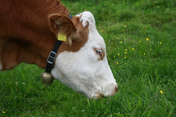 Naklejka na ściany i meble cow with green grass