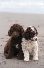 Deux adorables Perro de Agua l'un contre l'autre