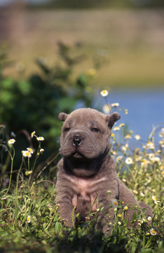 Chiot Mini Pei &agrave; la campagne