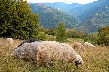 Fototapeta premium Sheep in mountain