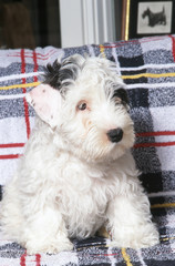 Chiot Sealyham terrier à la maison
