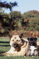 Akita Américain et son tout petit