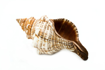 seashell