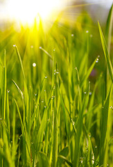 Green grass sunset