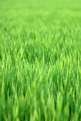 Fototapeta premium rasen, wiese, feld