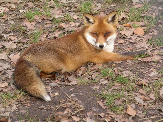 Fuchs