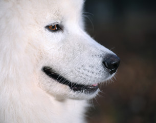 samoyed dog - Juvenile Champion of Russia