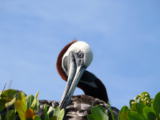 Pelikan