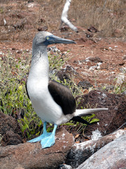 Blaufußtölpel