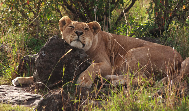 Fototapeta On safari