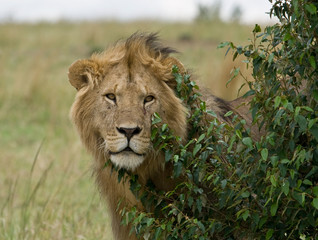 On safari