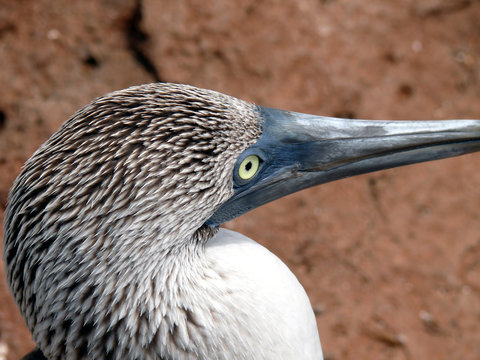 Blaufu&szlig;t&ouml;lpel