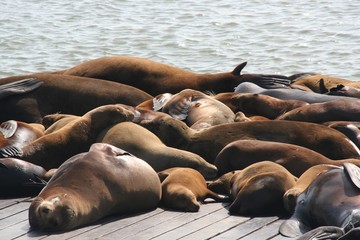 Seelöwen am Pier 39 in San Francisco, Kalifornien - USA