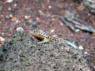 Iguana