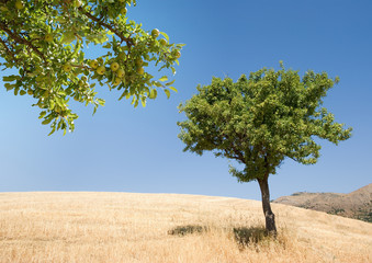 pear tree and frond with ripening fruits (horizontal
