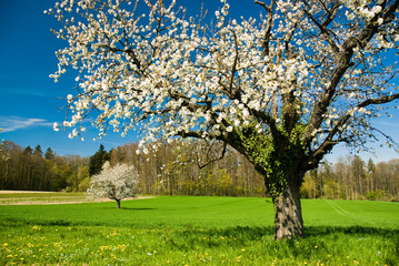 Blossoming trees in spring - 10863485