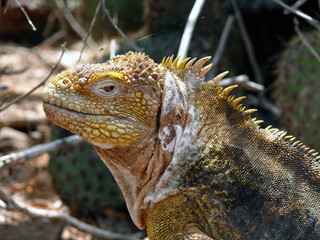 Iguana