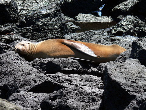 Seel&ouml;we