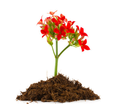 Kalanchoe blossfeldiana