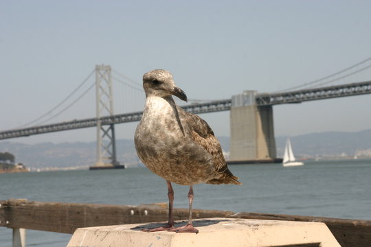 Junge Möwe vor der Kulisse der Oakland Bridge, CA - USA
