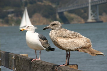 Jung- und Altmöwe an der Oakland Bridge, CA - USA