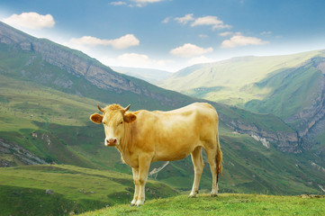 Fototapeta na wymiar Brown cow in the mountains during summer