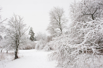 Obraz premium Winter landscape